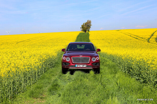 Bentayga von vorn im Rapsfeld