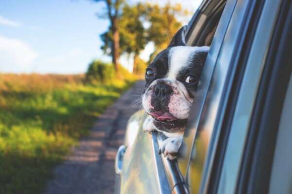 Auch für Hunde stellt Autofahren ein Abenteuer dar