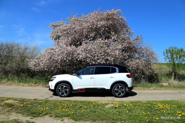 Citroen C5 Aircross Seitenansicht unter Blütenbaum