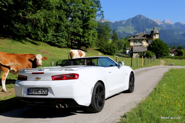 Chevrolet Camaro Cabriolet Heck Kuh